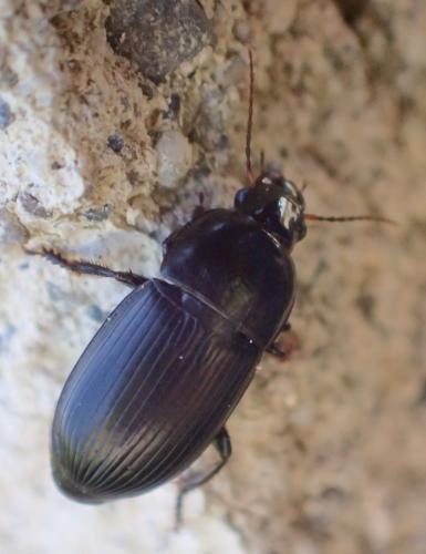 Réf. 201 867 : Harpalus sp.
